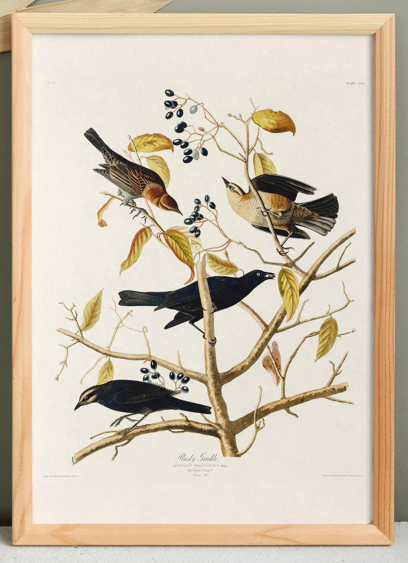 Poster about the Rusty Grackle, after an old engraving from 1827.
