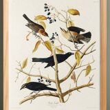 Poster about the Rusty Grackle, after an old engraving from 1827.