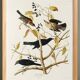 Poster about the Rusty Grackle, after an old engraving from 1827.
