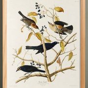 Poster about the Rusty Grackle, after an old engraving from 1827.