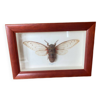 Cicada frame