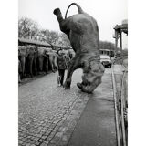 Elephant on the head