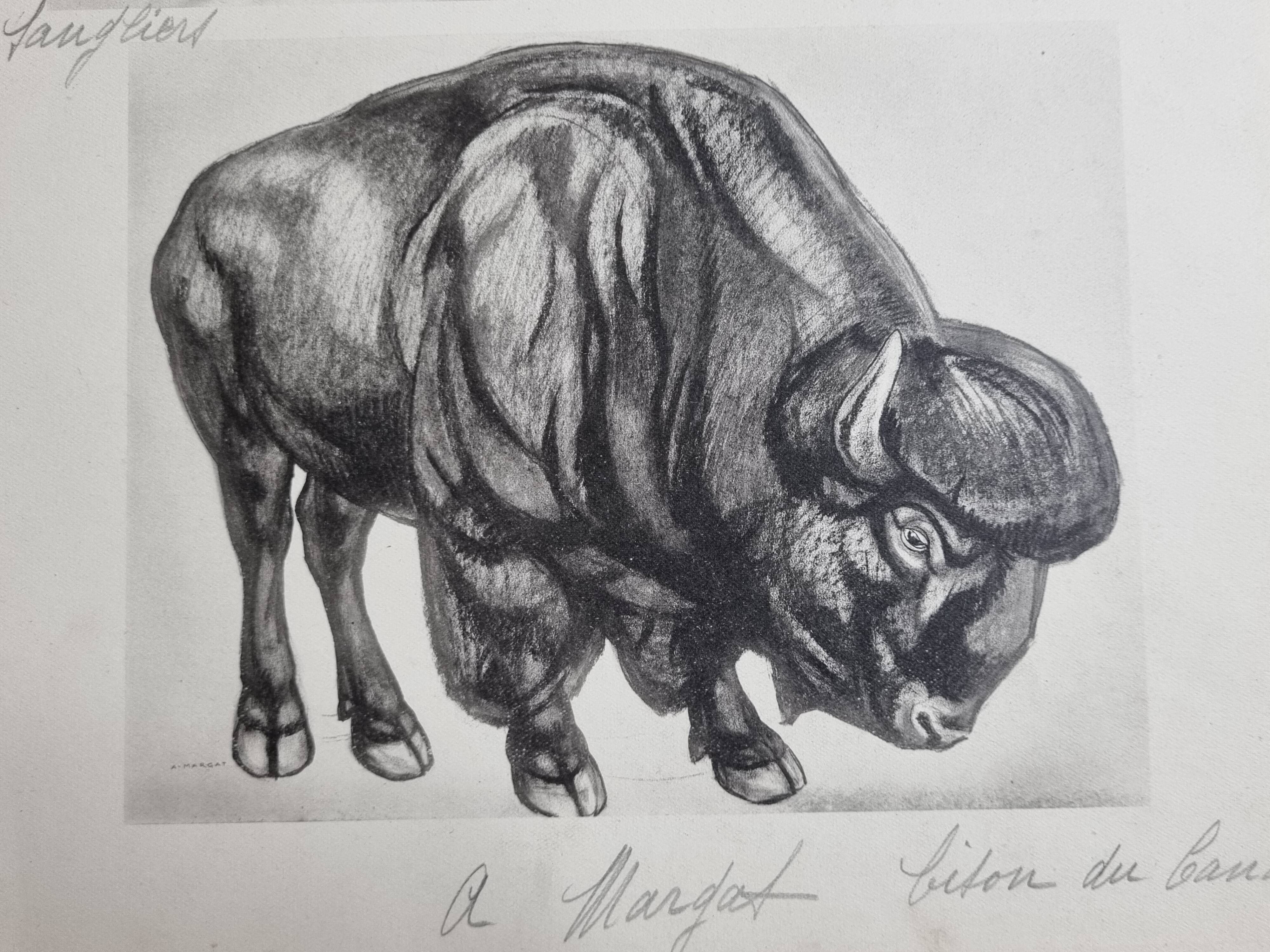 Illustrated plate, Studies of Wild Boars and Bison, Signed André Margat, 1930