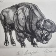 Illustrated plate, Studies of Wild Boars and Bison, Signed André Margat, 1930