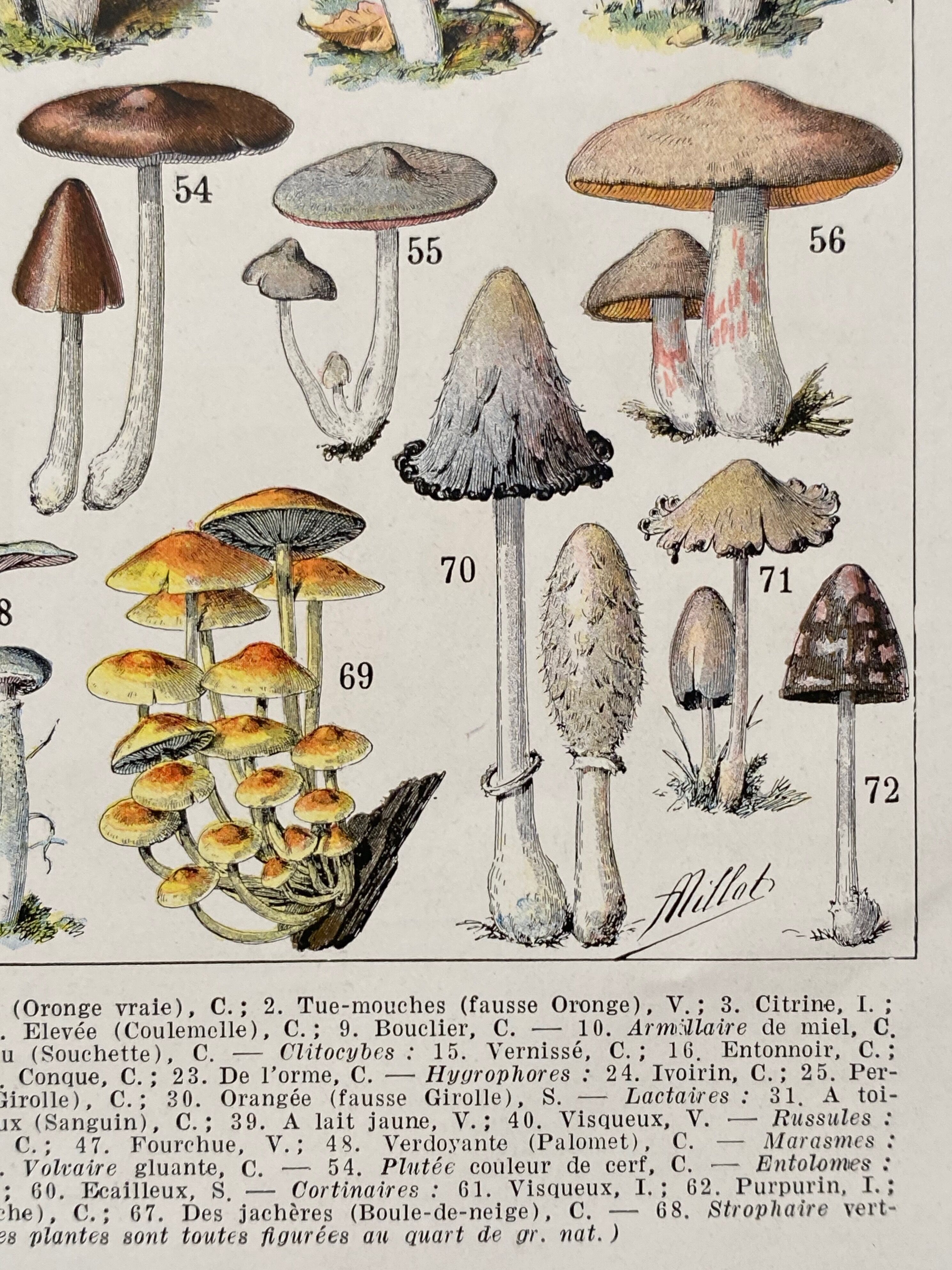 Old illustration Millot "Mushrooms"