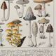 Old illustration Millot "Mushrooms"