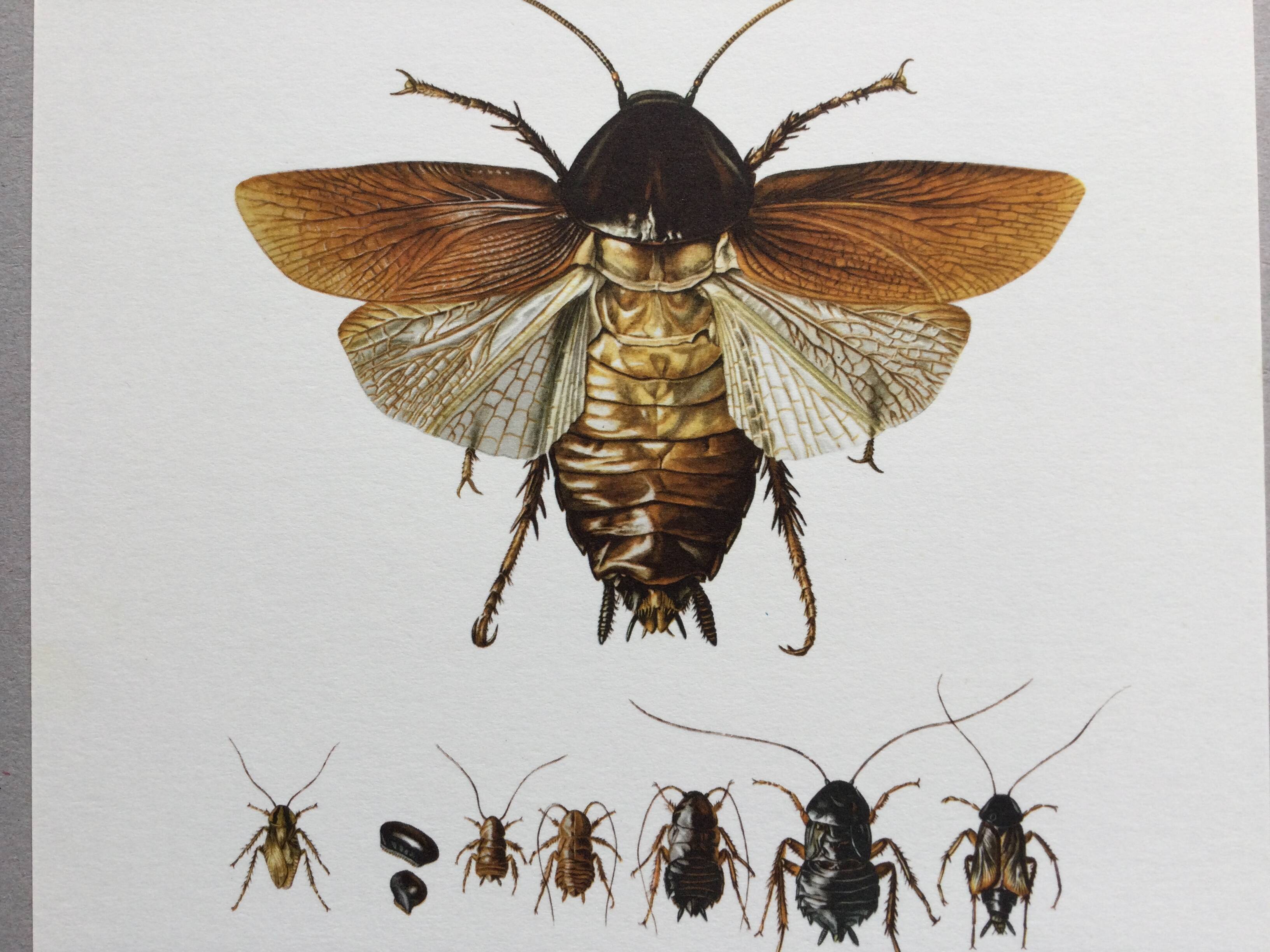 Old illustration "insects", 1960s