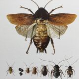 Old illustration "insects", 1960s