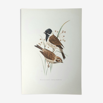 Reed Sparrow Board