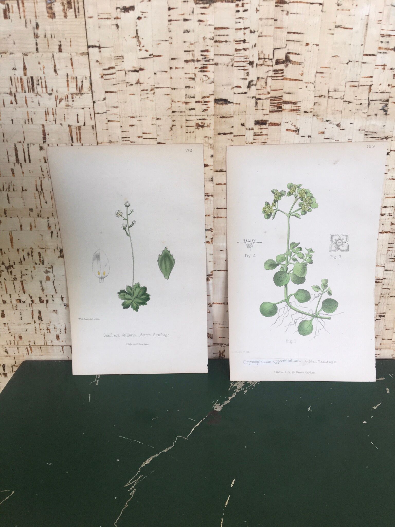 Two English botanical boards, 1878