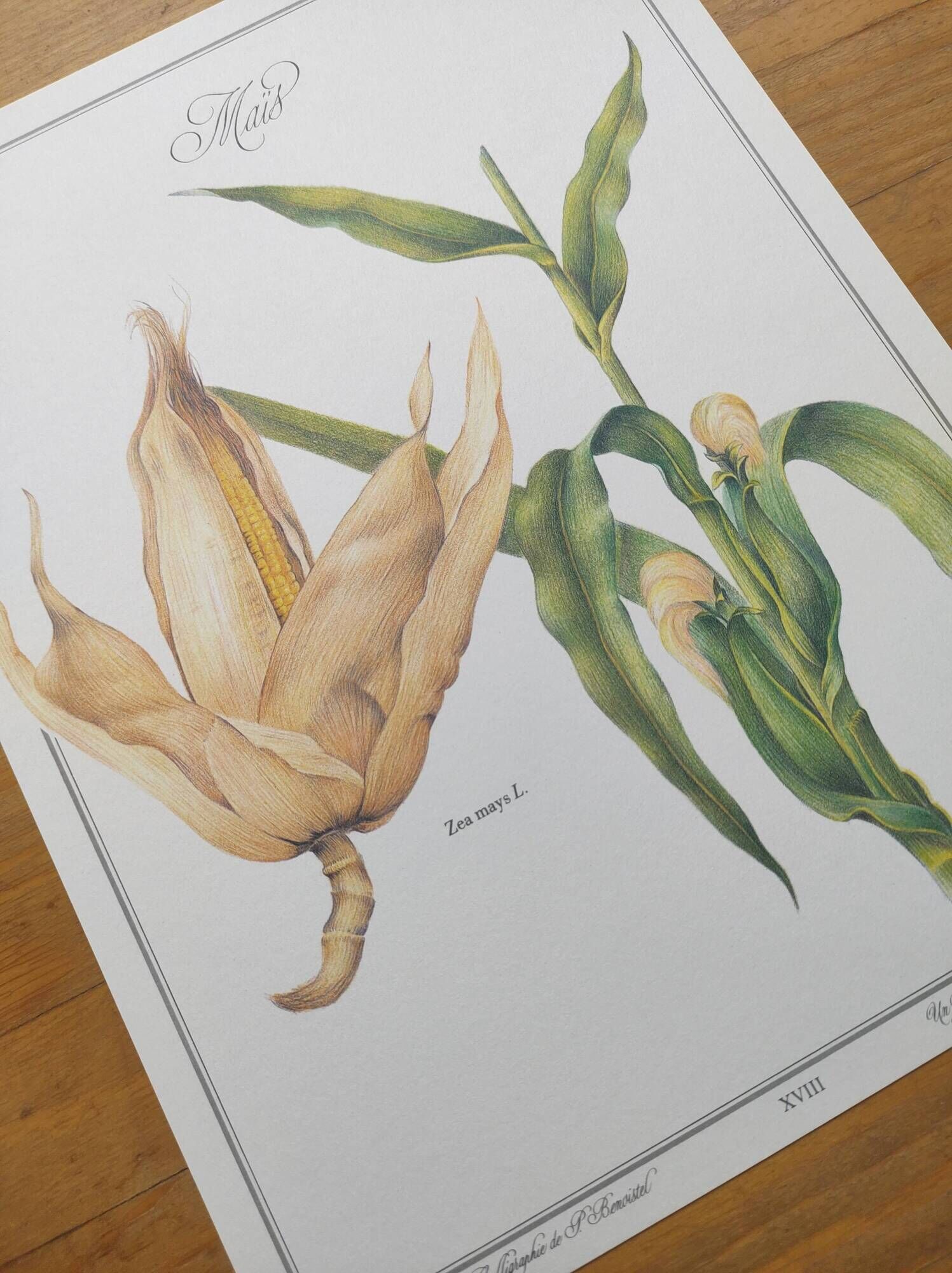 Botanical engraving -Corn- Poster of medicinal plants and herbs by Michaut