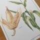 Botanical engraving -Corn- Poster of medicinal plants and herbs by Michaut