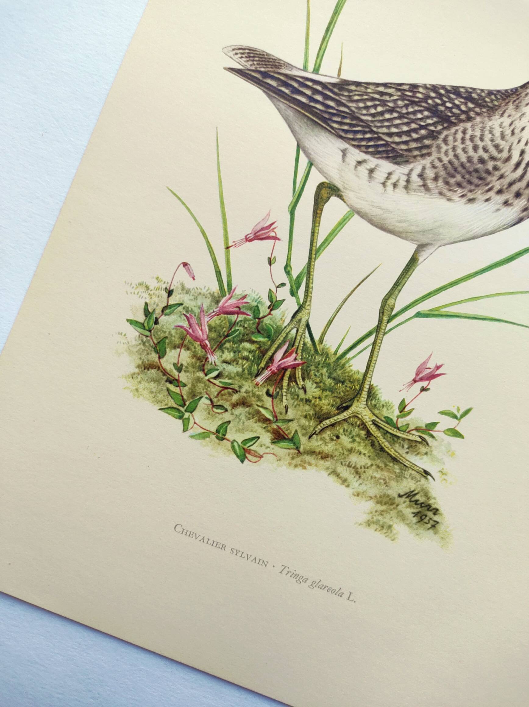 Antique bird plate from the 1960s - Wood Knight - Illustration