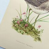 Antique bird plate from the 1960s - Wood Knight - Illustration