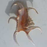 Shellfish Lambis or Strombes
