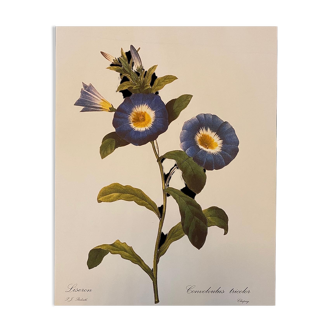 Illustration poster Pierre Joseph Redouté