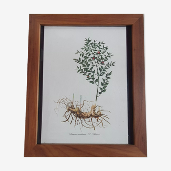 Cadre tableau lithographie botannique plante vintage 34cm 29cm