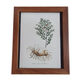 Frame table lithograph botannic vintage plant 34cm 29cm