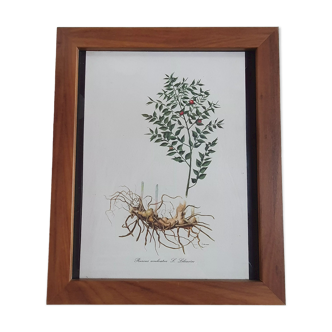 Frame table lithograph botannic vintage plant 34cm 29cm