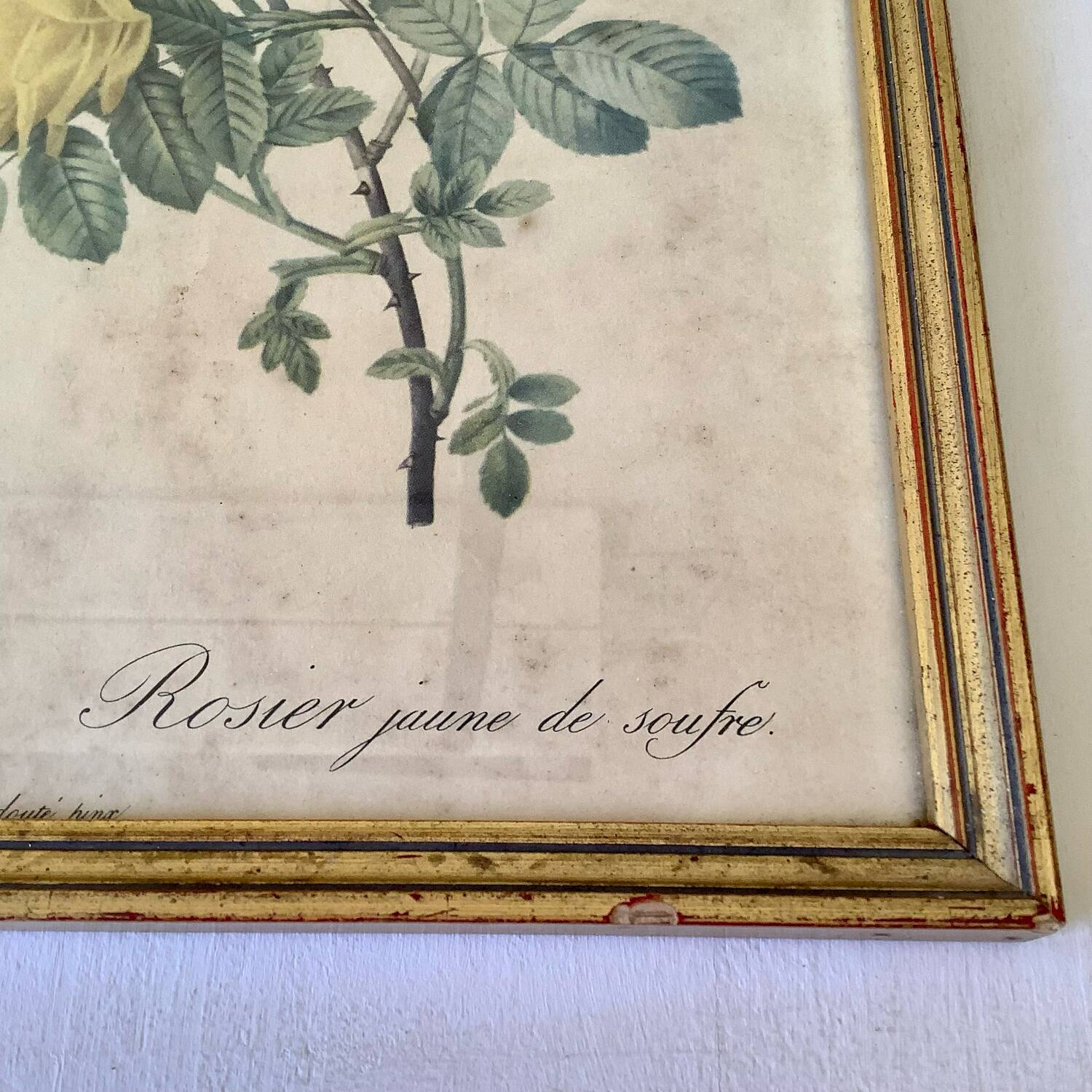 Botanical lithograph by Pierre Joseph Redouté