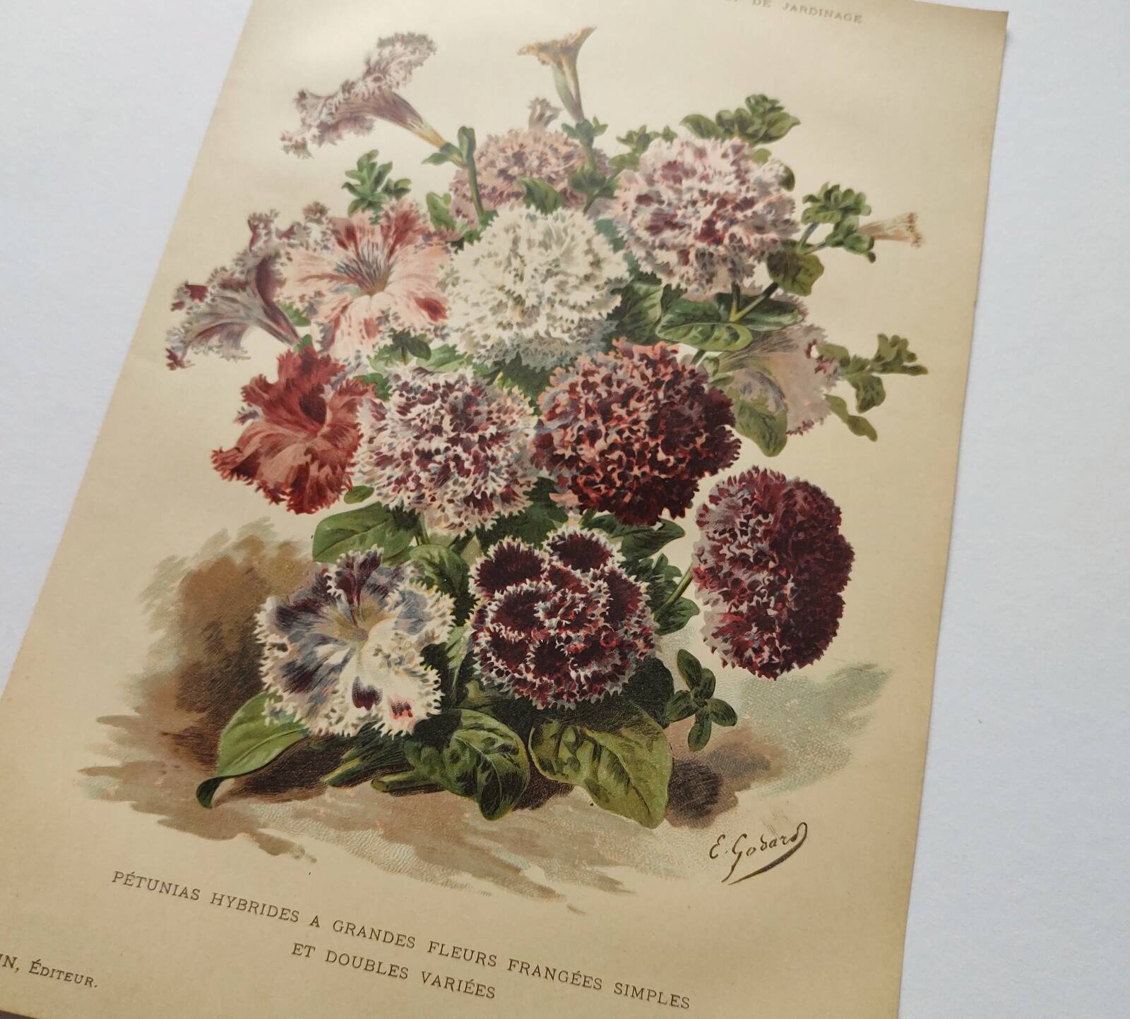 Botanical engraving from 1897 - Hybrid Petunias - Original flower plate