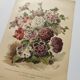 Botanical engraving from 1897 - Hybrid Petunias - Original flower plate