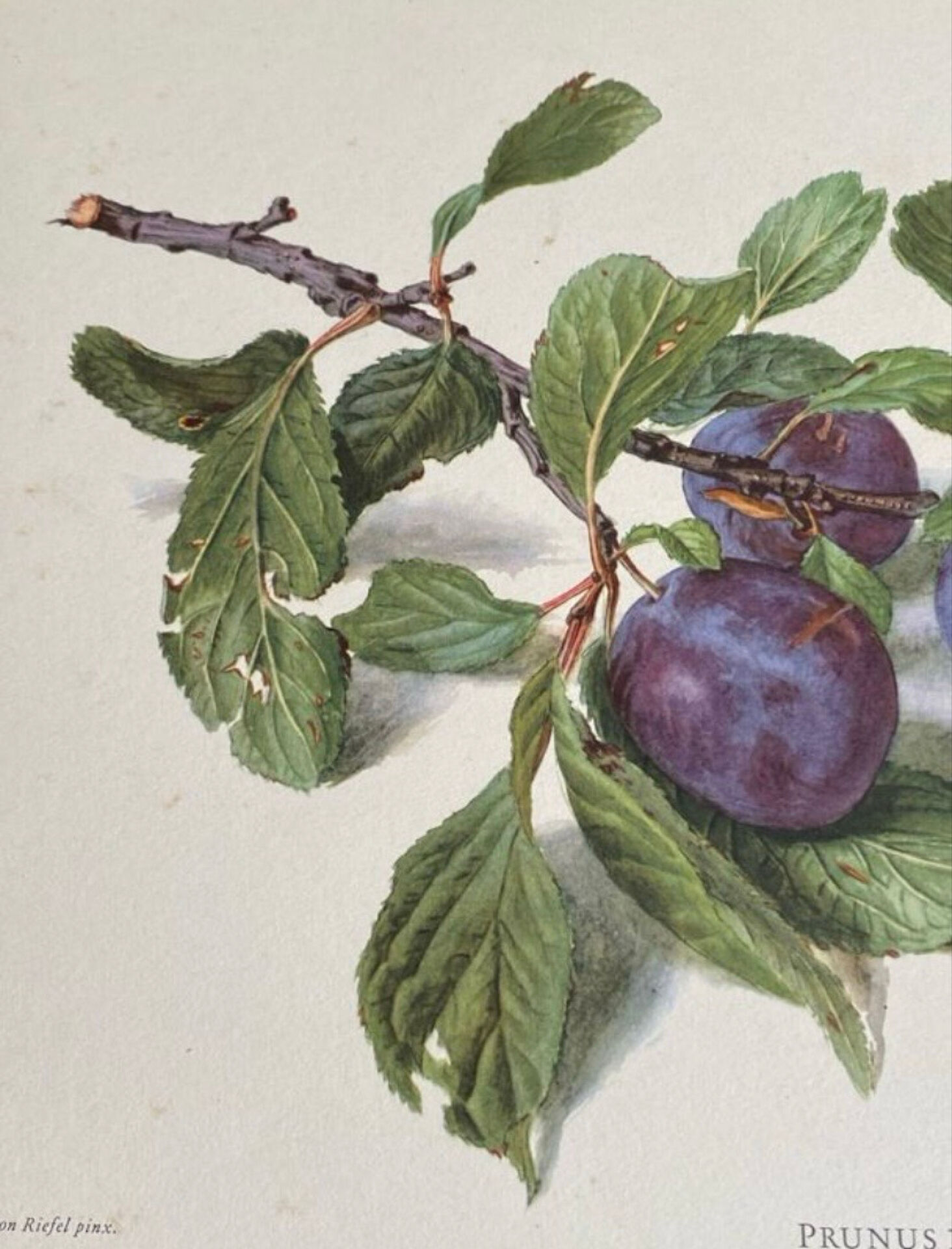 Botanical poster, Prunus Domestica, framed in glass wood.