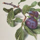 Botanical poster, Prunus Domestica, framed in glass wood.