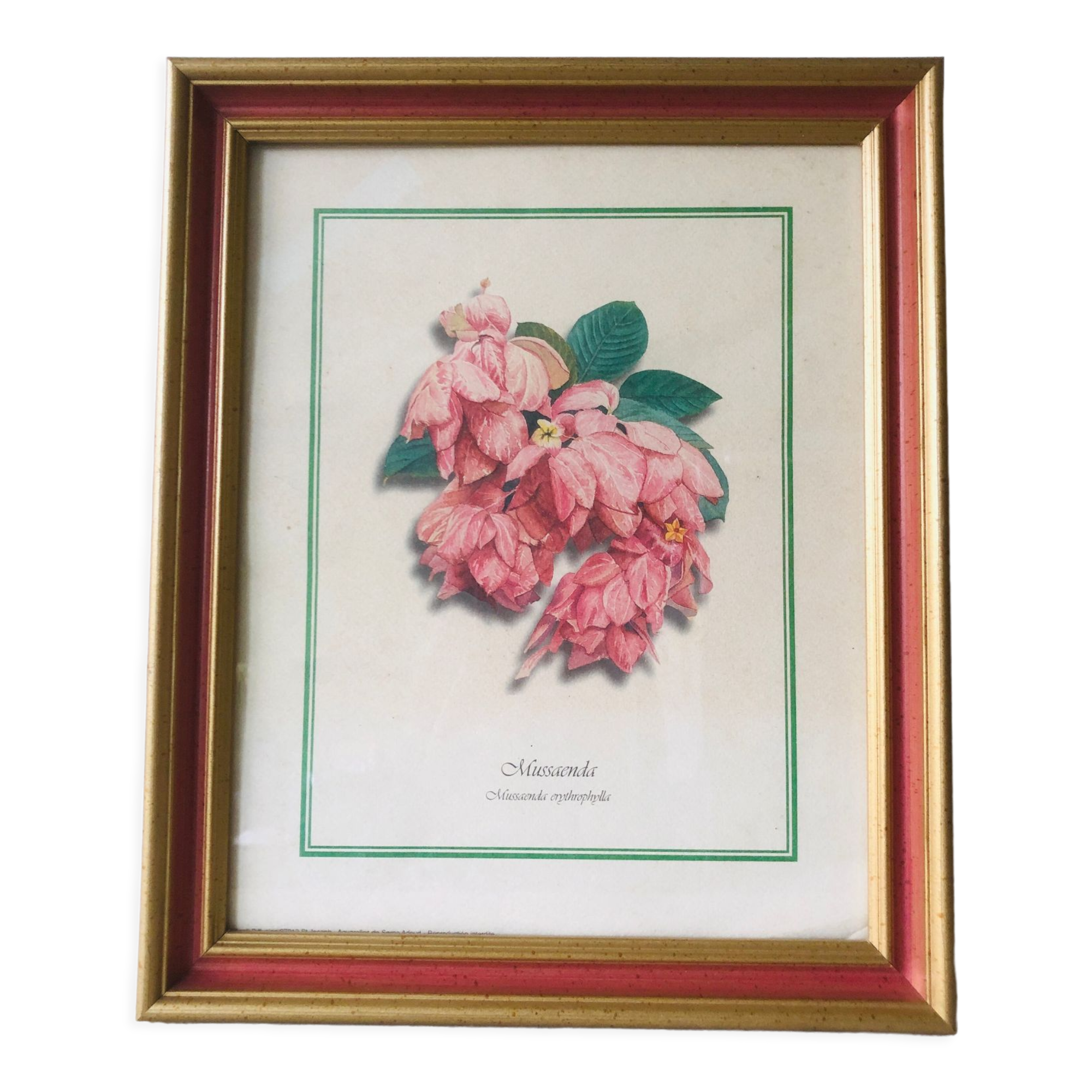 Framed botanical poster