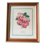 Framed botanical poster