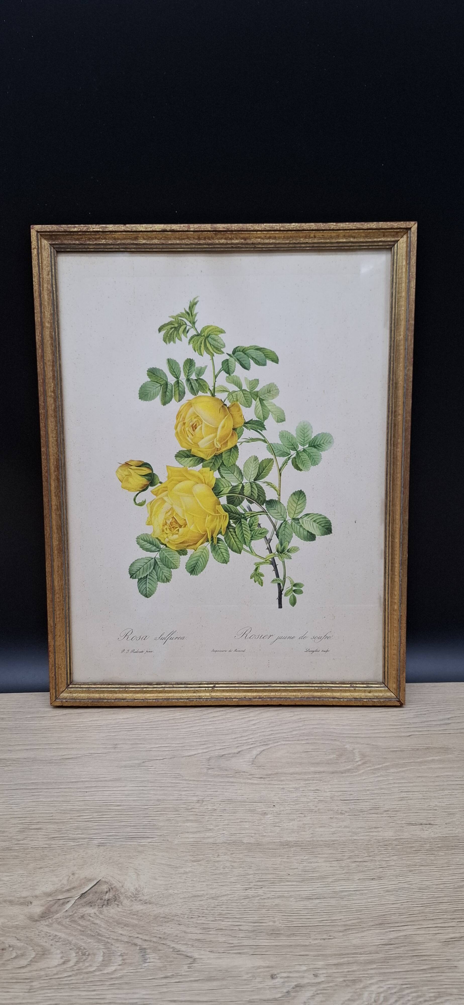 Botanical lithograph Yellow Sulphur Rose PJ Redouté