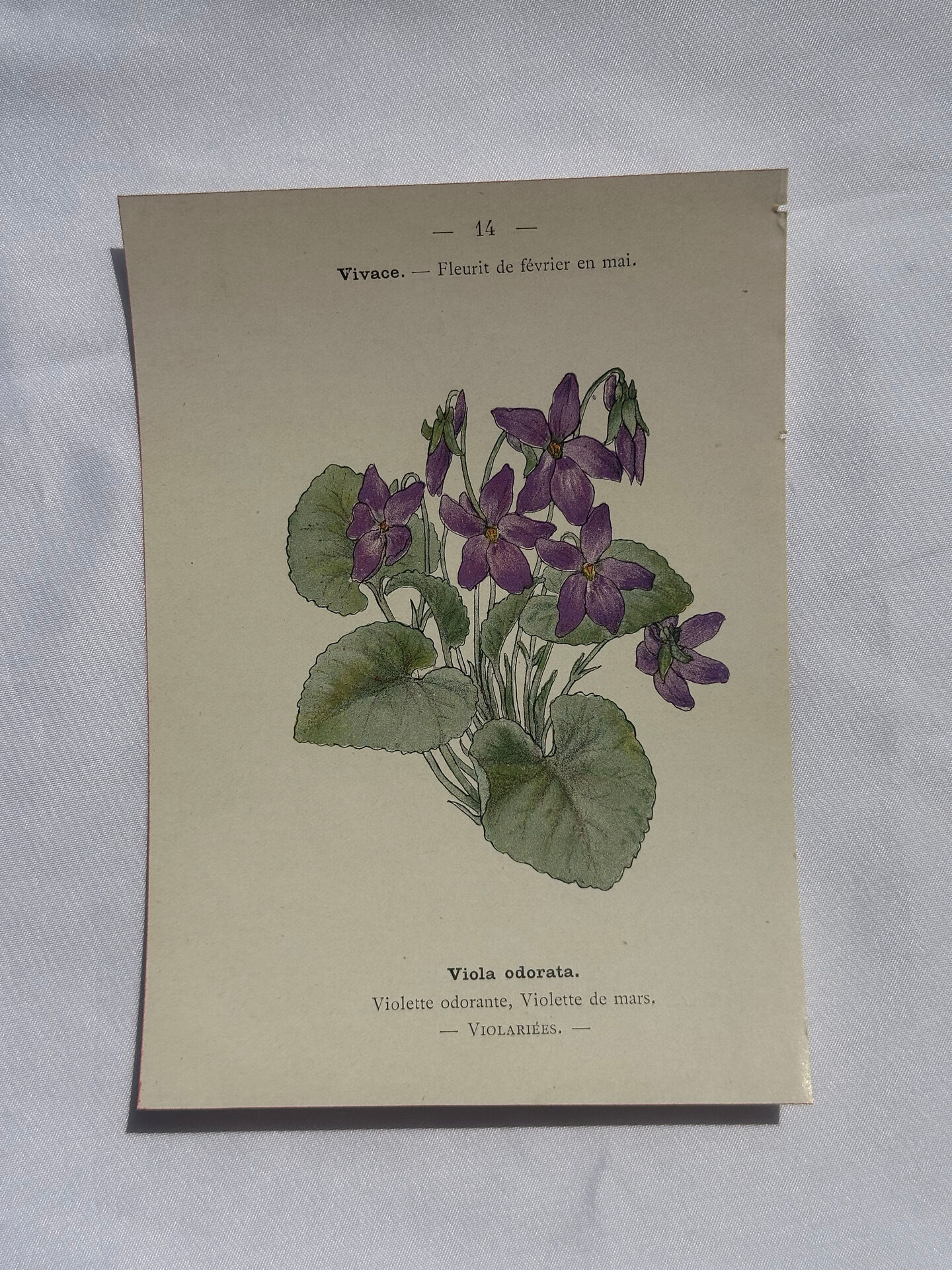 🌿 Botanical Plate Old Naturalist Engraving 19th Century Double-Sided A