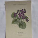 🌿 Botanical Plate Old Naturalist Engraving 19th Century Double-Sided A