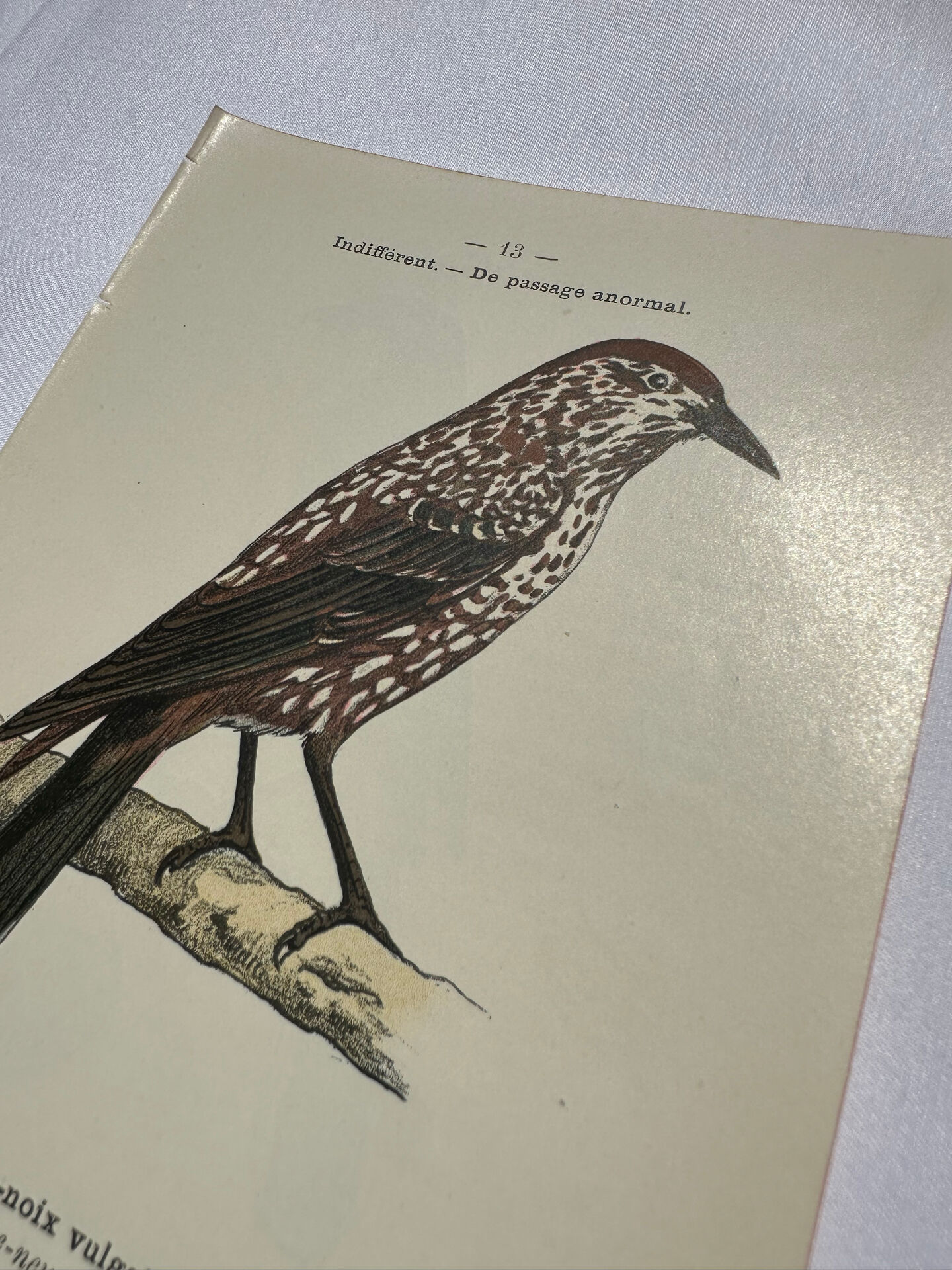 Planche Botanique Gravure oiseaux naturaliste  19eme recto verso  A