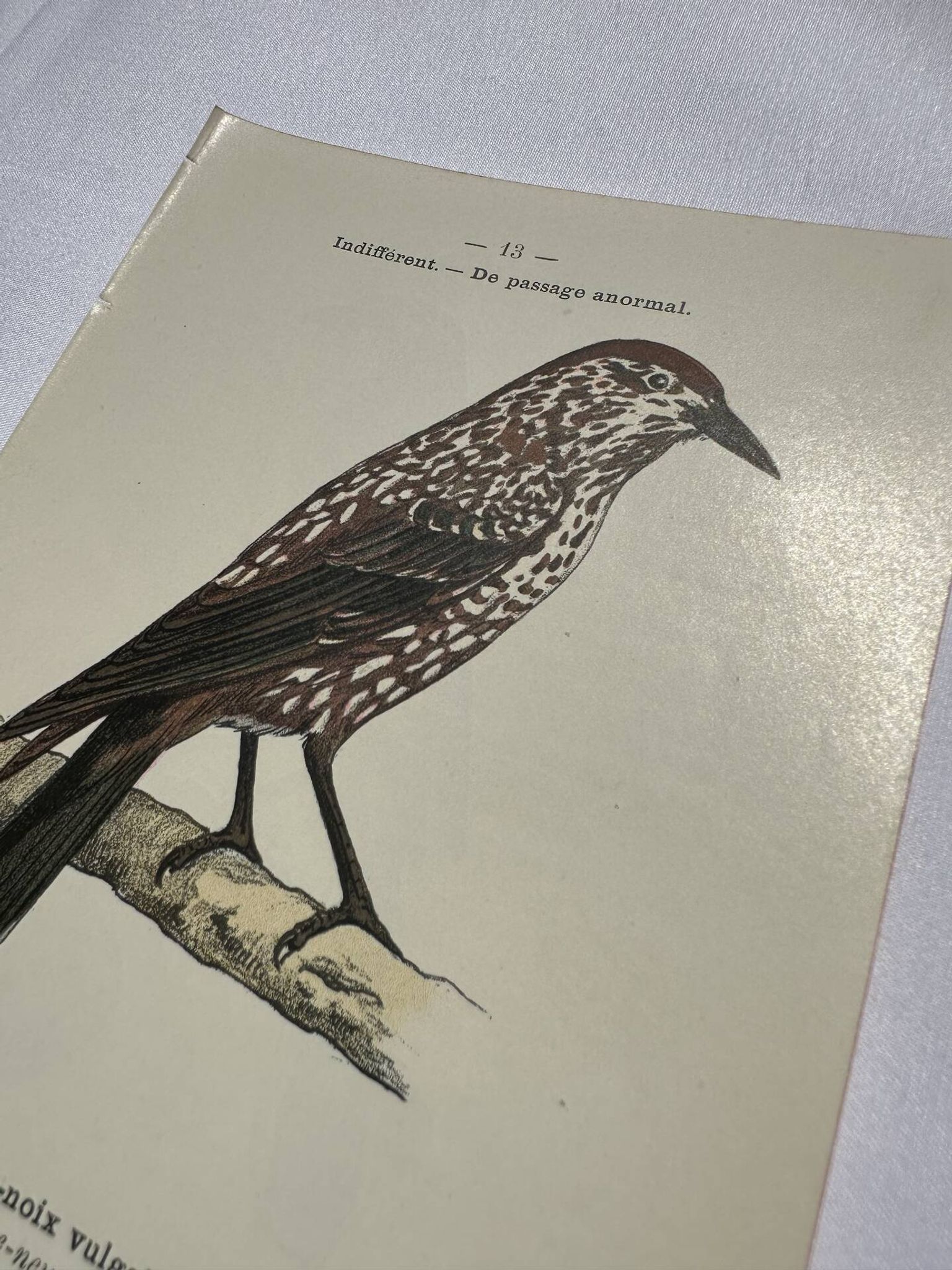 Botanical Plate Engraving of Birds, Naturalist, 19th Century, Double-sided A