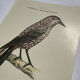 Planche Botanique Gravure oiseaux naturaliste  19eme recto verso  A
