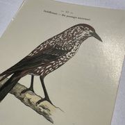 Botanical Plate Engraving of Birds, Naturalist, 19th Century, Double-sided A