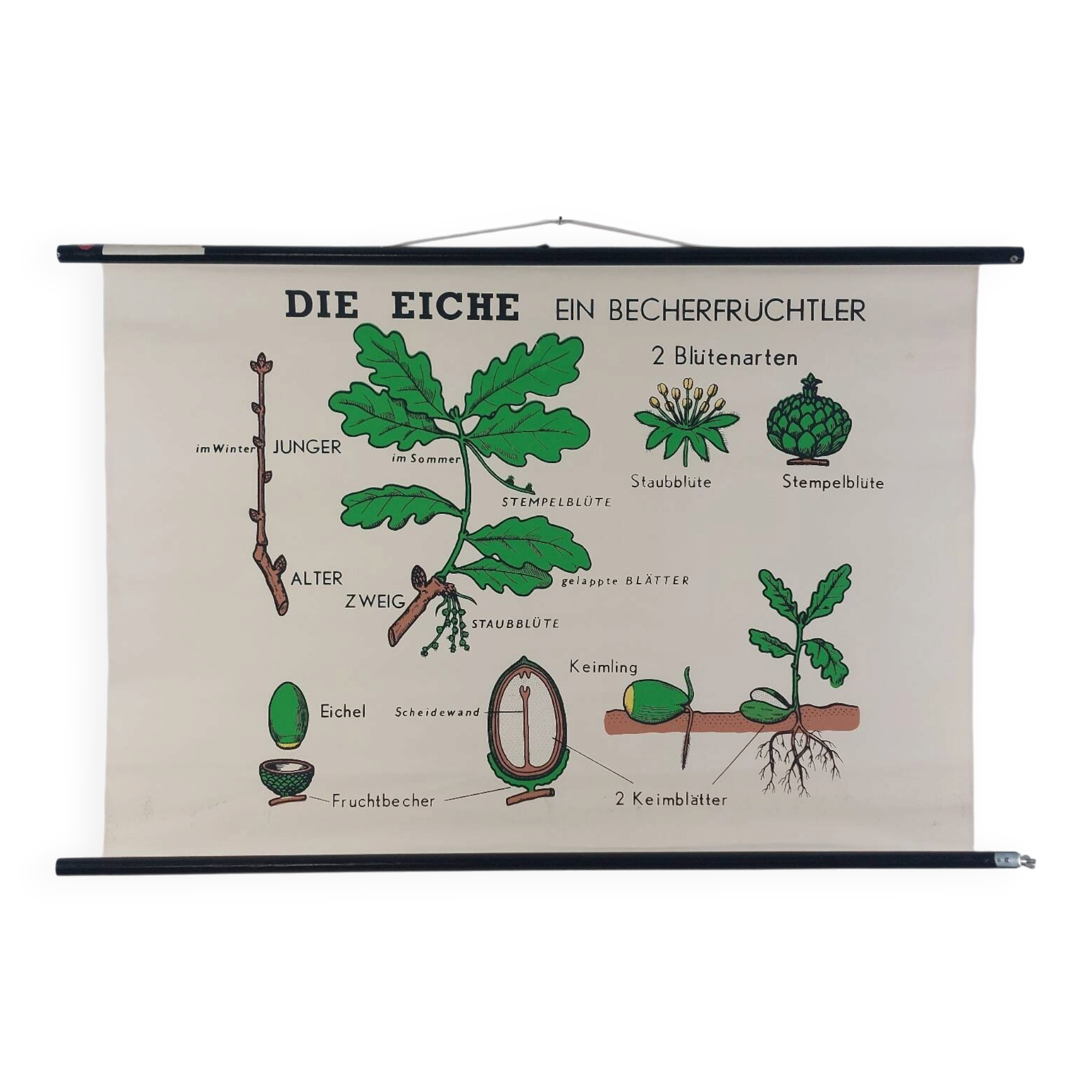 Vintage educational wall hanging roll chart biology oak