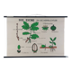 Vintage educational wall hanging roll chart biology oak