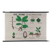 Vintage educational wall hanging roll chart biology oak