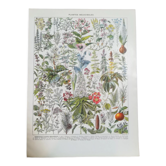 Lithographie sur les plantes médicinales de 1928 (gui)