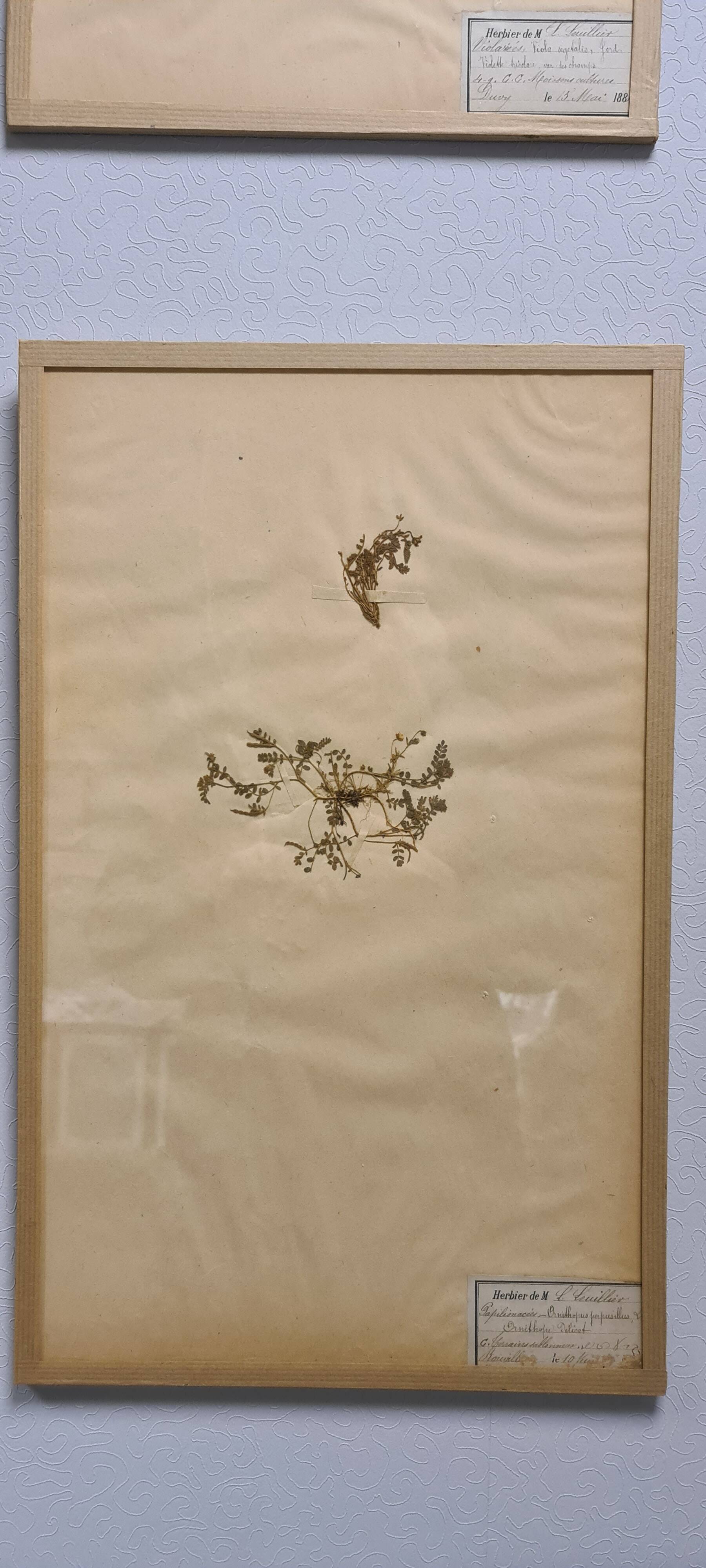 Herbier, 19th