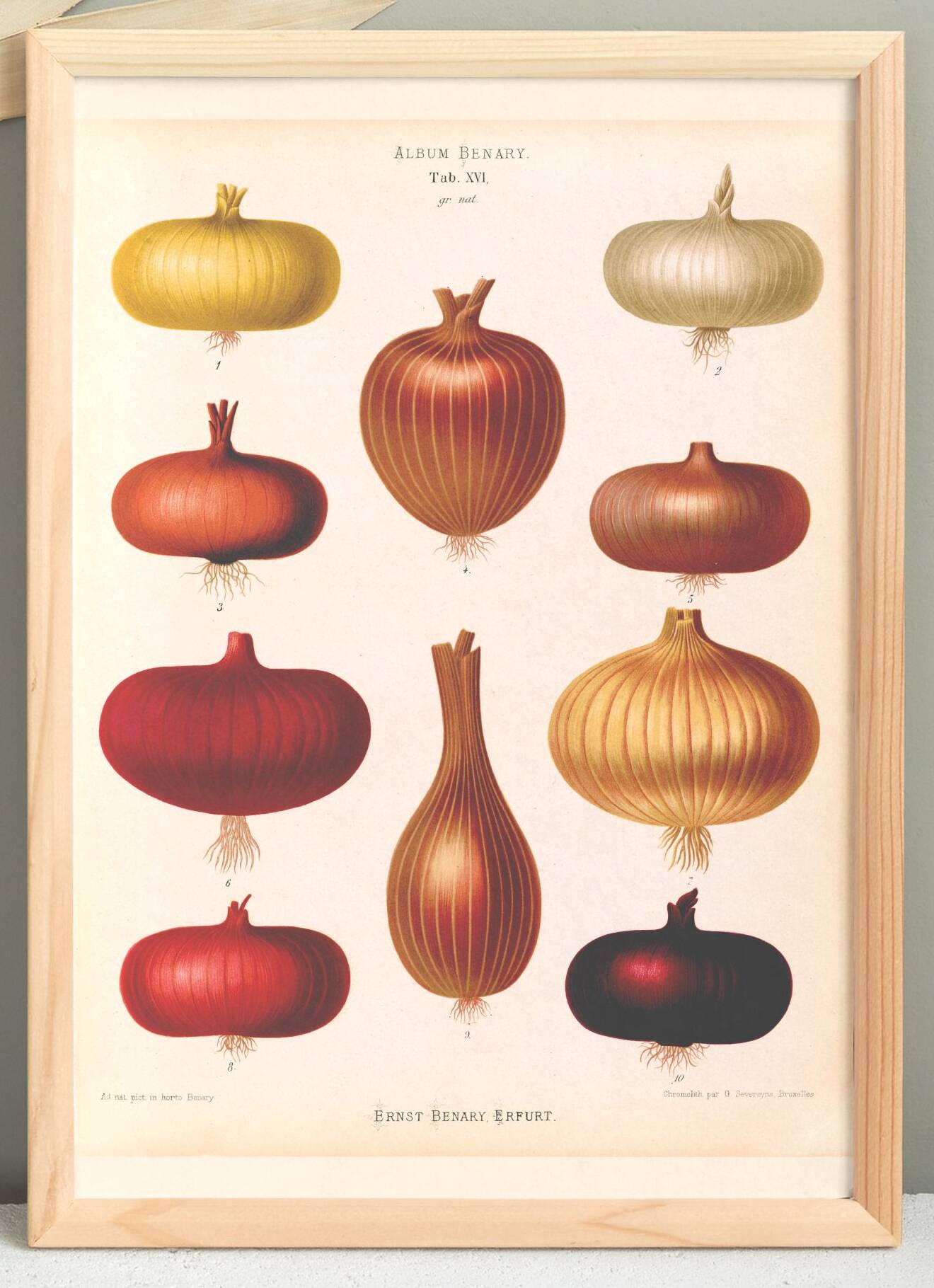 Affiche sur les oignons rouges, d’après une gravure ancienne de 1886.