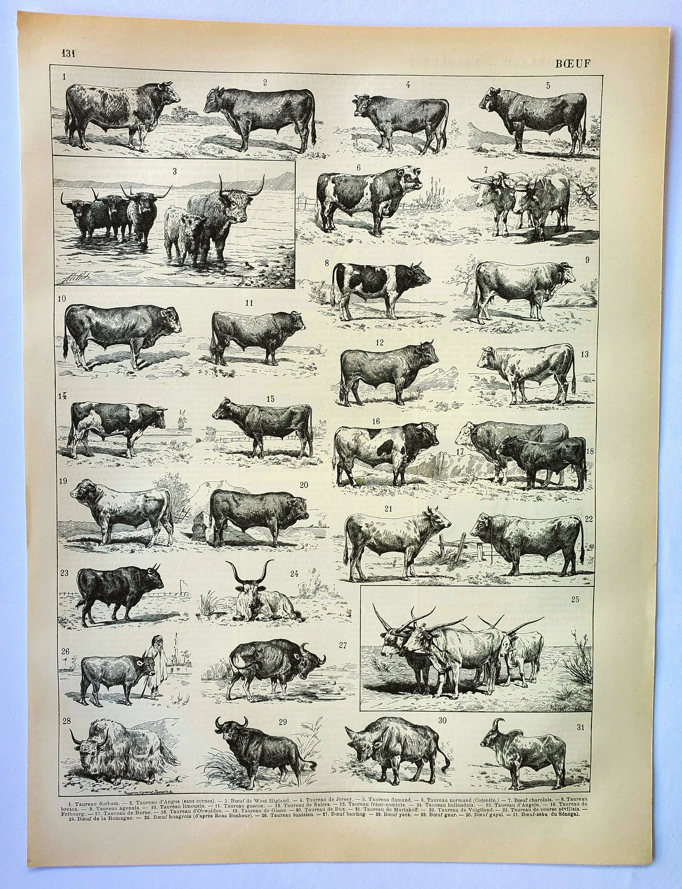 Antique engraving 1898, Ox, cow, bull, calf • Lithograph, original illustration