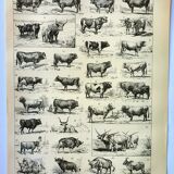 Gravure ancienne 1898, Bœuf, vache, taureau, veau • Lithographie, illustration originale