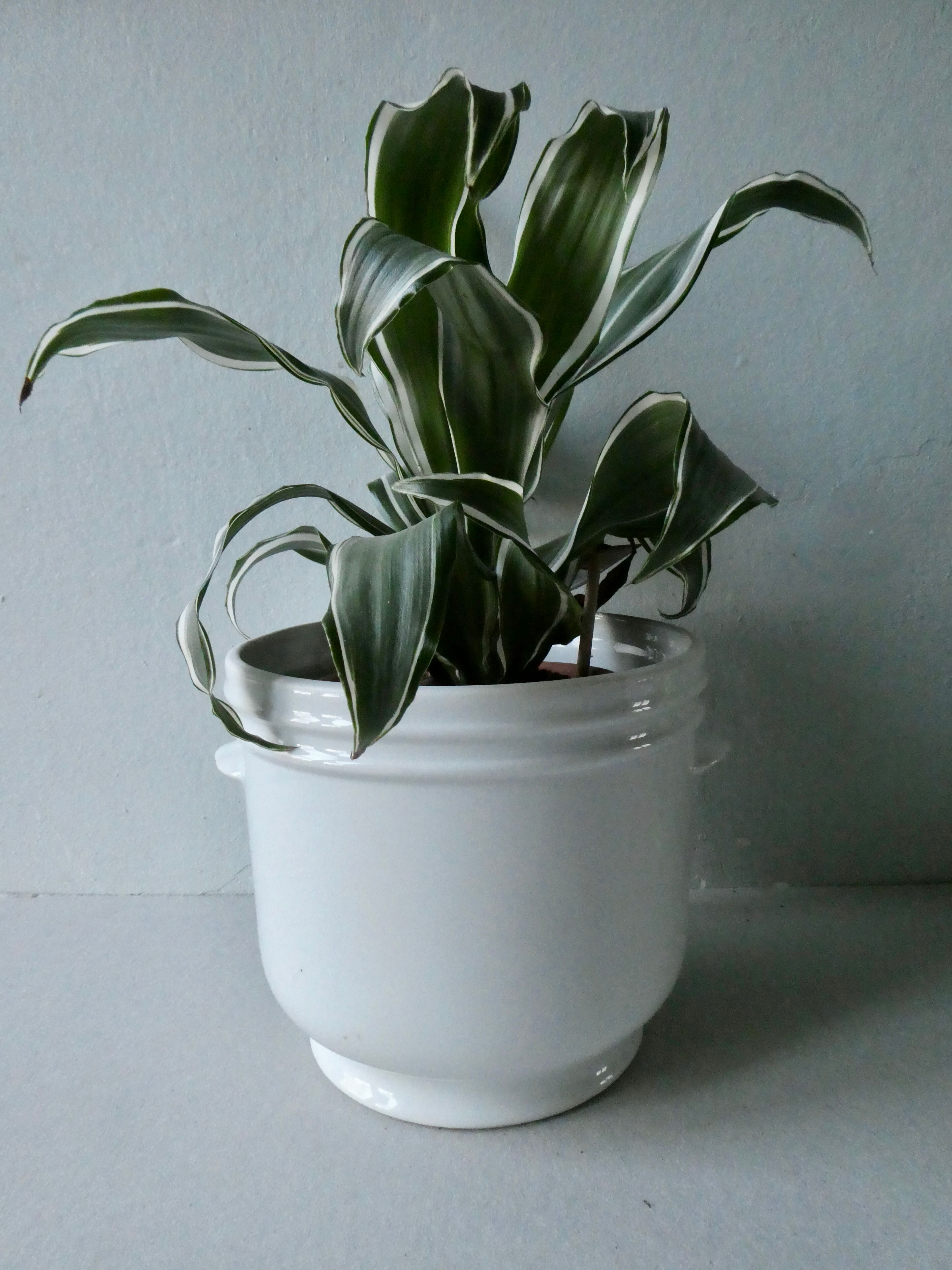 Cache pot en porcelaine blanche