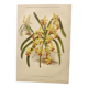 Planche botanique de 1899 - Orchidée Williams -  Gravure ancienne de fleur