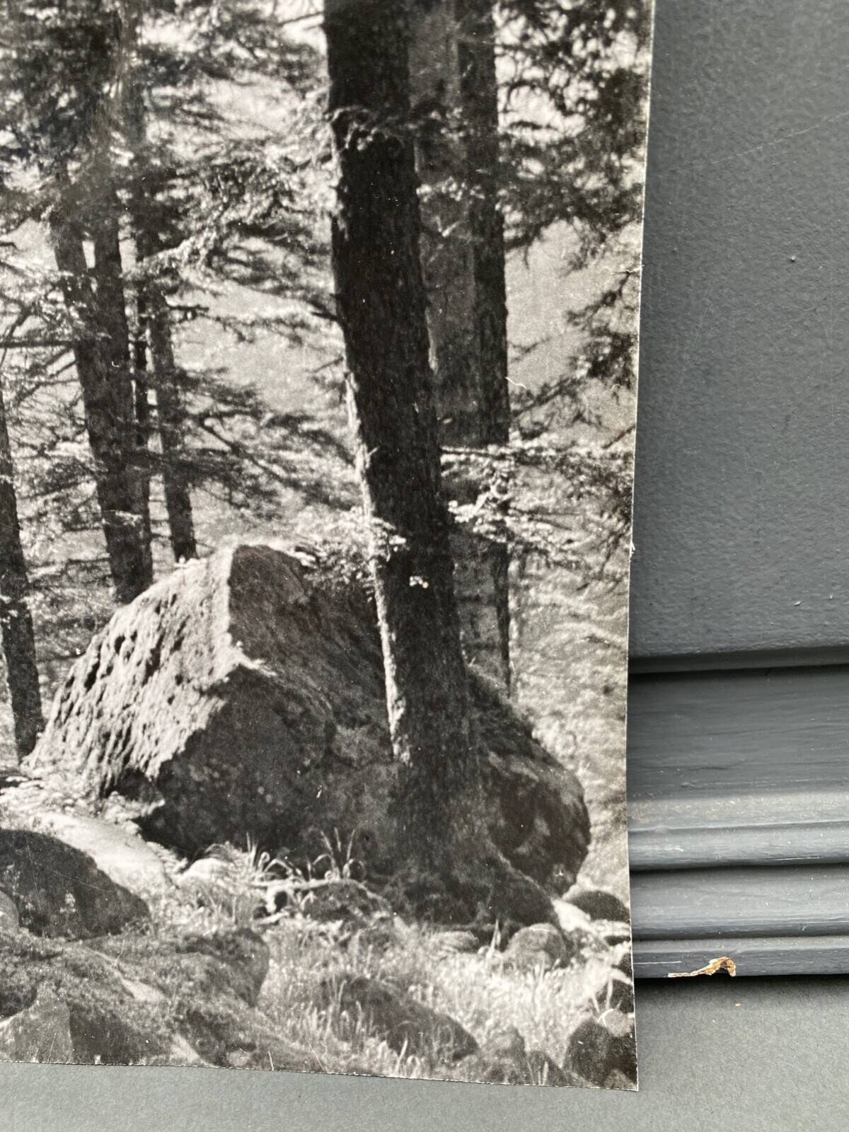 Silver gelatin photograph by Bernard Darot, Undergrowth and rocks, 20th century