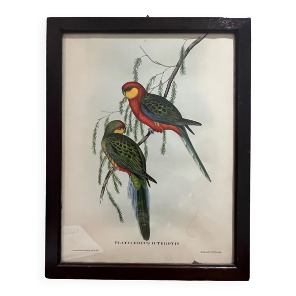 Lithographie ancienne gould & richter — Beyit