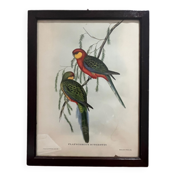 Lithographie ancienne gould & richter